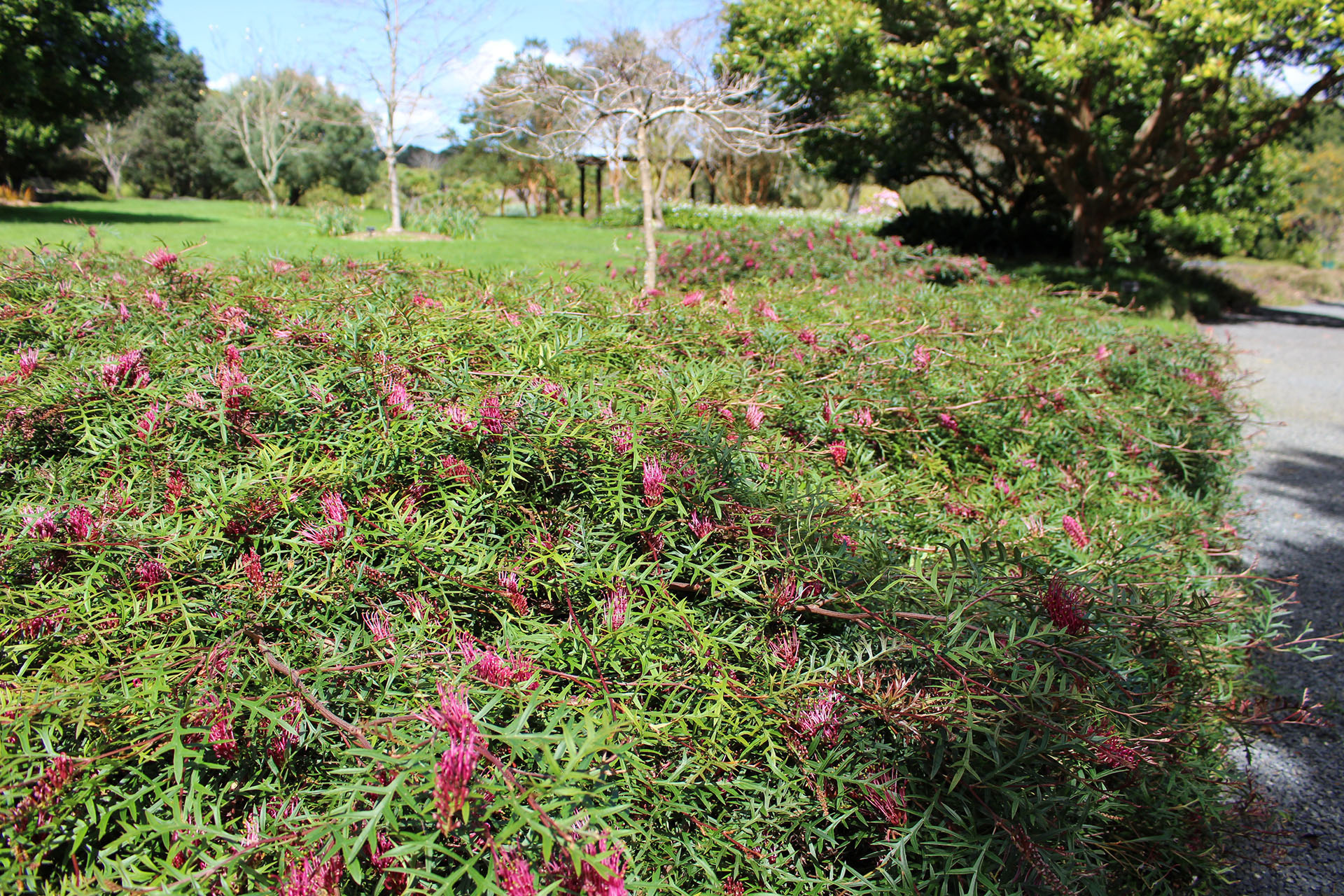 Grevillea 'Bronze Rambler' (PBR)